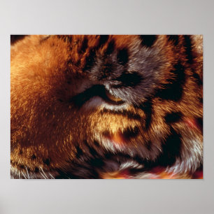 Gouden Tijgeroog Close-Up Wildlife Poster