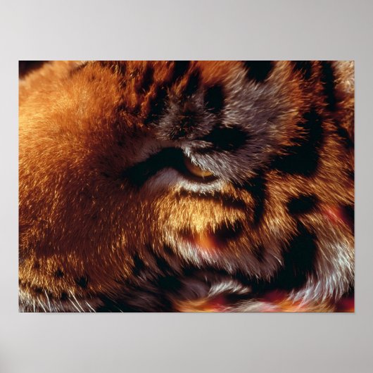 Gouden Tijgeroog Close-Up Wildlife Poster (Voorkant)