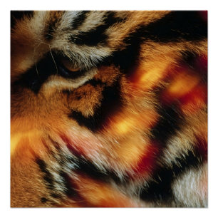 Gouden Tijgeroog Close-Up Wildlife Poster
