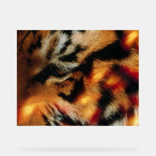 Gouden Tijgeroog Close-Up Wildlife Poster