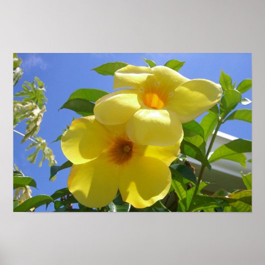 Gouden Trompet Bloemen I Poster (Voorkant)
