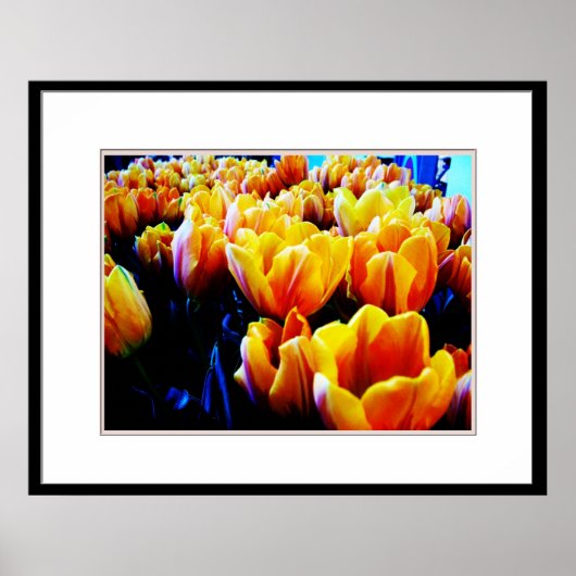 Gouden tulp poster (Voorkant)