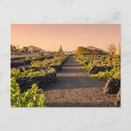 Gouden uur boven La Geria-wijngaarden Lanzarote Briefkaart