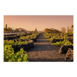 Gouden uur boven La Geria-wijngaarden Lanzarote Perfect Poster