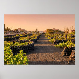 Gouden uur boven La Geria-wijngaarden Lanzarote Poster