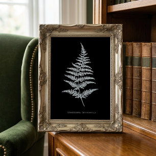 Gouden Varentak, Gymnogramma Chrysophylla Foto Afdruk