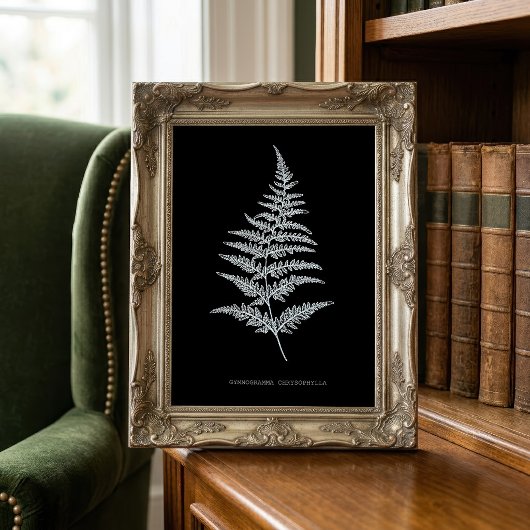 Gouden Varentak, Gymnogramma Chrysophylla Foto Afdruk