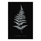 Gouden Varentak, Gymnogramma Chrysophylla Foto Afdruk (Voorkant)