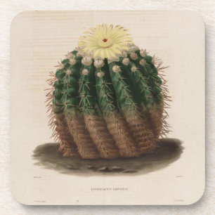 Gouden Vat Cactus Onderzetter