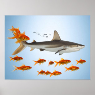 Gouden Vis en Haai Poster