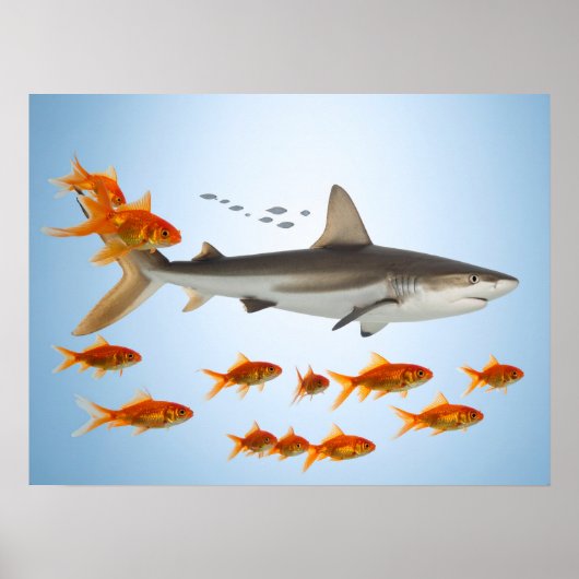 Gouden Vis en Haai Poster (Voorkant)