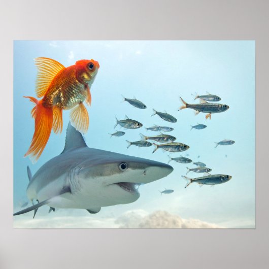 Gouden Vis en Haai Poster (Voorkant)