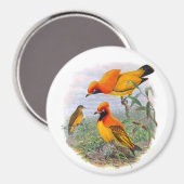 gouden vogel van het paradijs magneet (Voorkant / Achterkant)