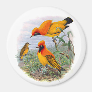 gouden vogel van het paradijs magneet