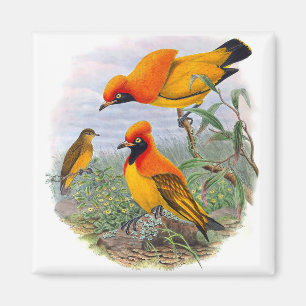 gouden vogel van het paradijs - Magnet