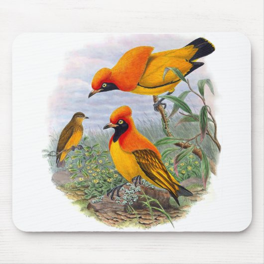gouden vogel van het paradijs - Mousepad Muismat (Voorkant)