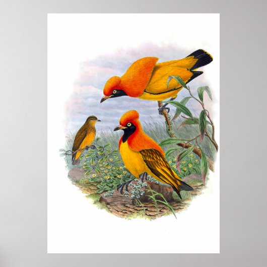 gouden vogel van het paradijs poster (Voorkant)