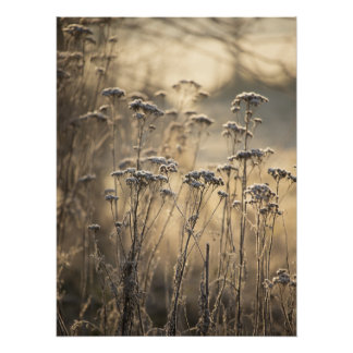 Gouden Vorstige Ochtend Vlaamse Platteland Perfect Poster