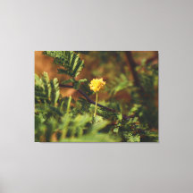 Gouden Wilde Bloem Macro Natuurfotografie