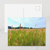 Gouden Zomer Veld Briefkaart (Voorkant / Achterkant)