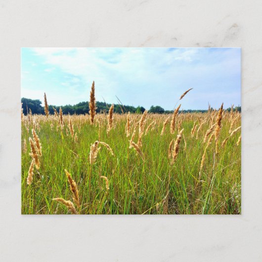 Gouden Zomer Veld Briefkaart (Voorkant)