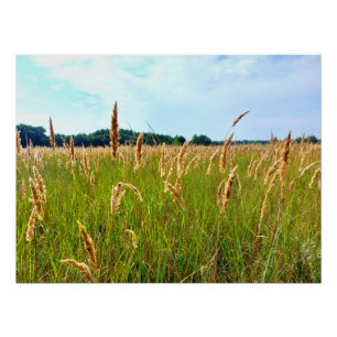 Gouden Zomer Veld Perfect Poster