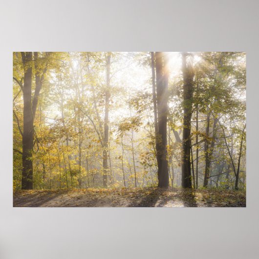 Gouden zonlicht door herfstbomen poster (Voorkant)
