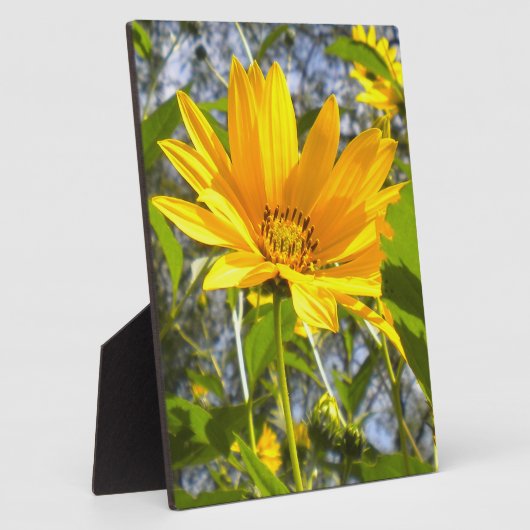 gouden zonnebloem fotoplaat (Zijkant)