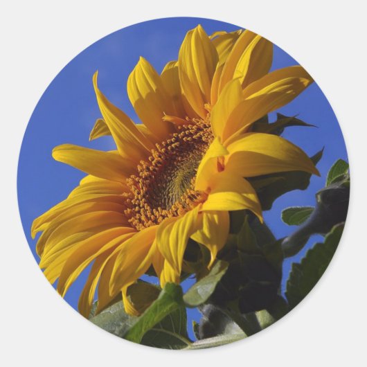 gouden zonnebloem ronde sticker (Voorkant)