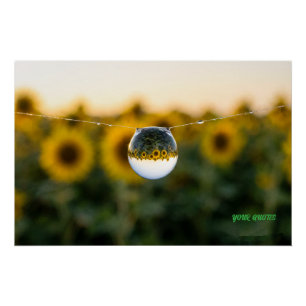Gouden Zonnebloem Weerspiegeld in een Ochtenddauwd Perfect Poster
