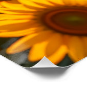 Gouden Zonnebloem Zonsondergang Poster (Hoek)