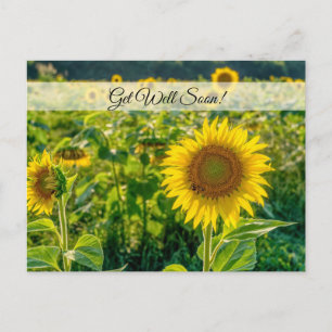 Gouden Zonnebloemveld Beterschap Ansichtkaart Briefkaart