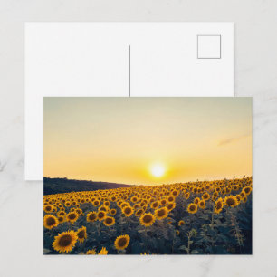Gouden Zonnebloemveld bij Zonsondergang Briefkaart