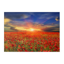 Gouden zonsondergang tegen Blue Sky Red Poppy