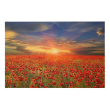 Gouden zonsondergang tegen Blue Sky Red Poppy