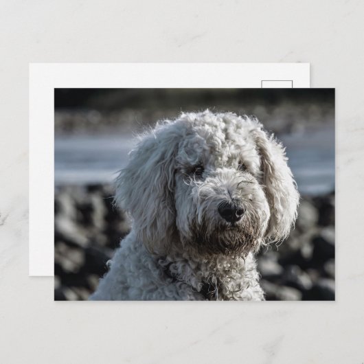 goudendoekje briefkaart (Voorkant / Achterkant)