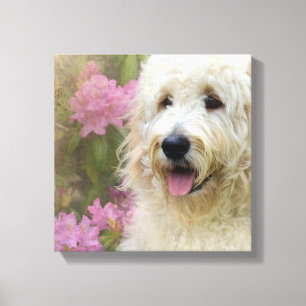 goudendoodle in hydrangea canvas afdruk