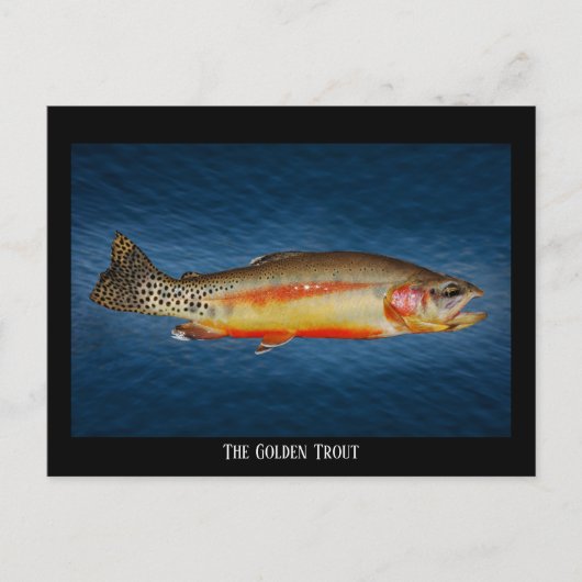 Goudforel op blauw water, Briefkaart (Voorkant)