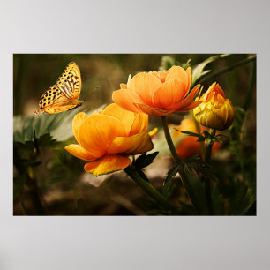 Goudgele bloemen en vlinder poster