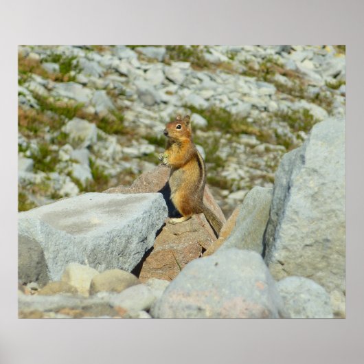 Goudgemantelde Grondsquirrel bij Mount Rainier Poster (Voorkant)