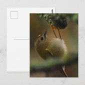 Goudhaan briefkaart (Voorkant / Achterkant)