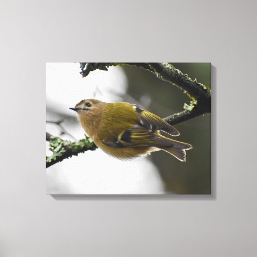 Goudhaan canvas afdruk (Voorkant)