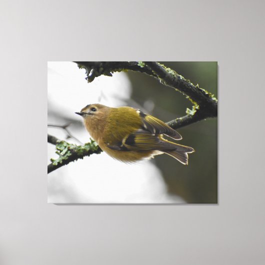 Goudhaan canvas afdruk (Voorkant)