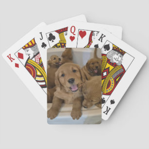 Goudhaasjes in een badkuip pokerkaarten