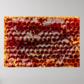 Goudhoningraat Poster (Voorkant)