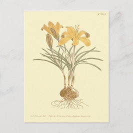 Goudkleurige krokus illustratie briefkaart
