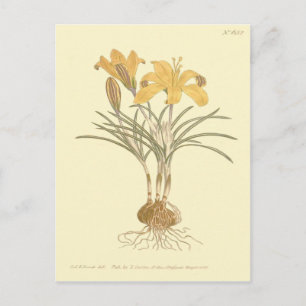 Goudkleurige krokus illustratie briefkaart
