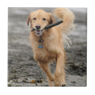 Goudkleurige Retriever Rent Met Stok In De Mond Tegeltje