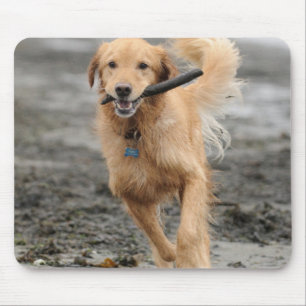 Goudkleurige Retriever Rent Met Stok In Mond Muismat