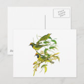 Goudkopvogel Briefkaart (Voorkant / Achterkant)